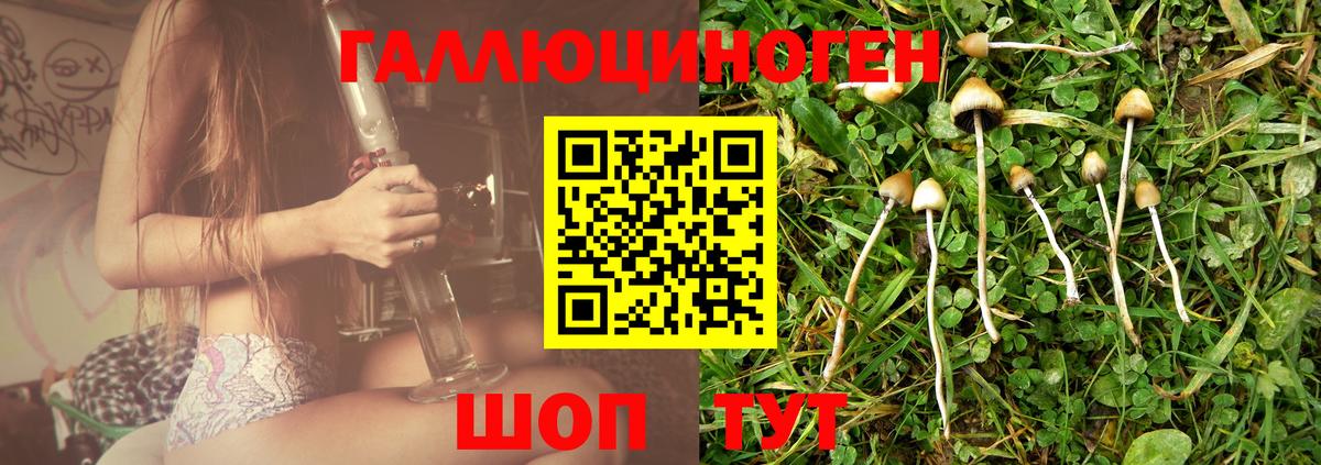 Псилоцибиновые грибы Psilocybine cubensis Егорьевск