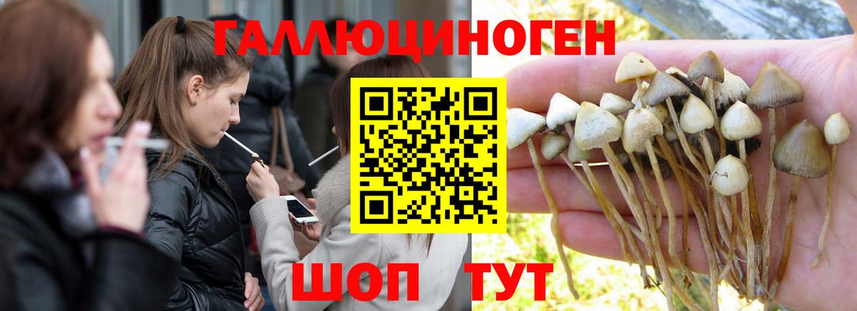 Галлюциногенные грибы Psilocybe Егорьевск